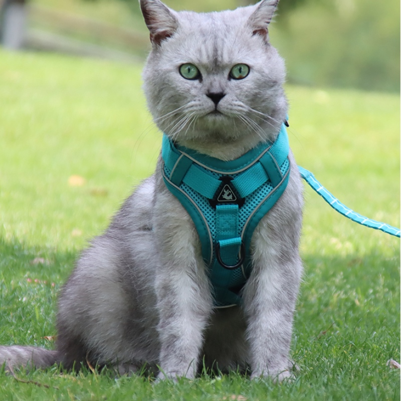 Thời trang Pet Vest Loại Traction Ngực Dây đeo Cat Dog Có thể điều chỉnh lực kéo có thể thu vào Dây đi bộ Dog Rope Cổ áo
