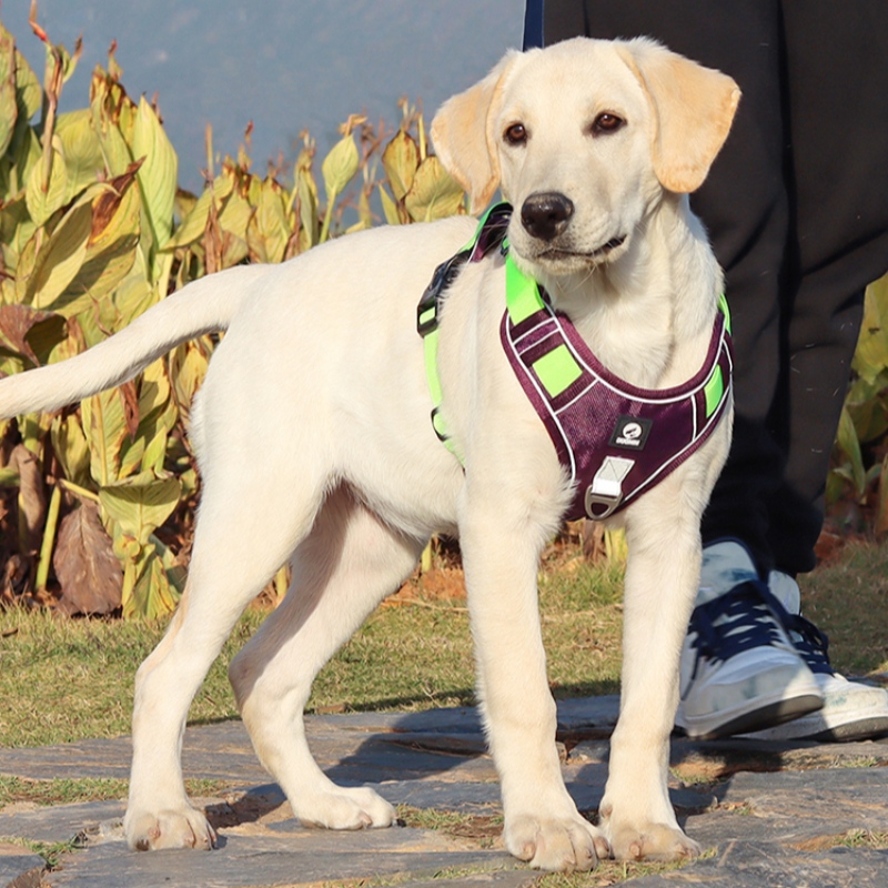 Pet Nhà cung cấp Dog Khai thác Vest Cổ Có thể điều chỉnh Không Kéo Chó Khai thác Dịch vụ quân sự chiến thuật Vest